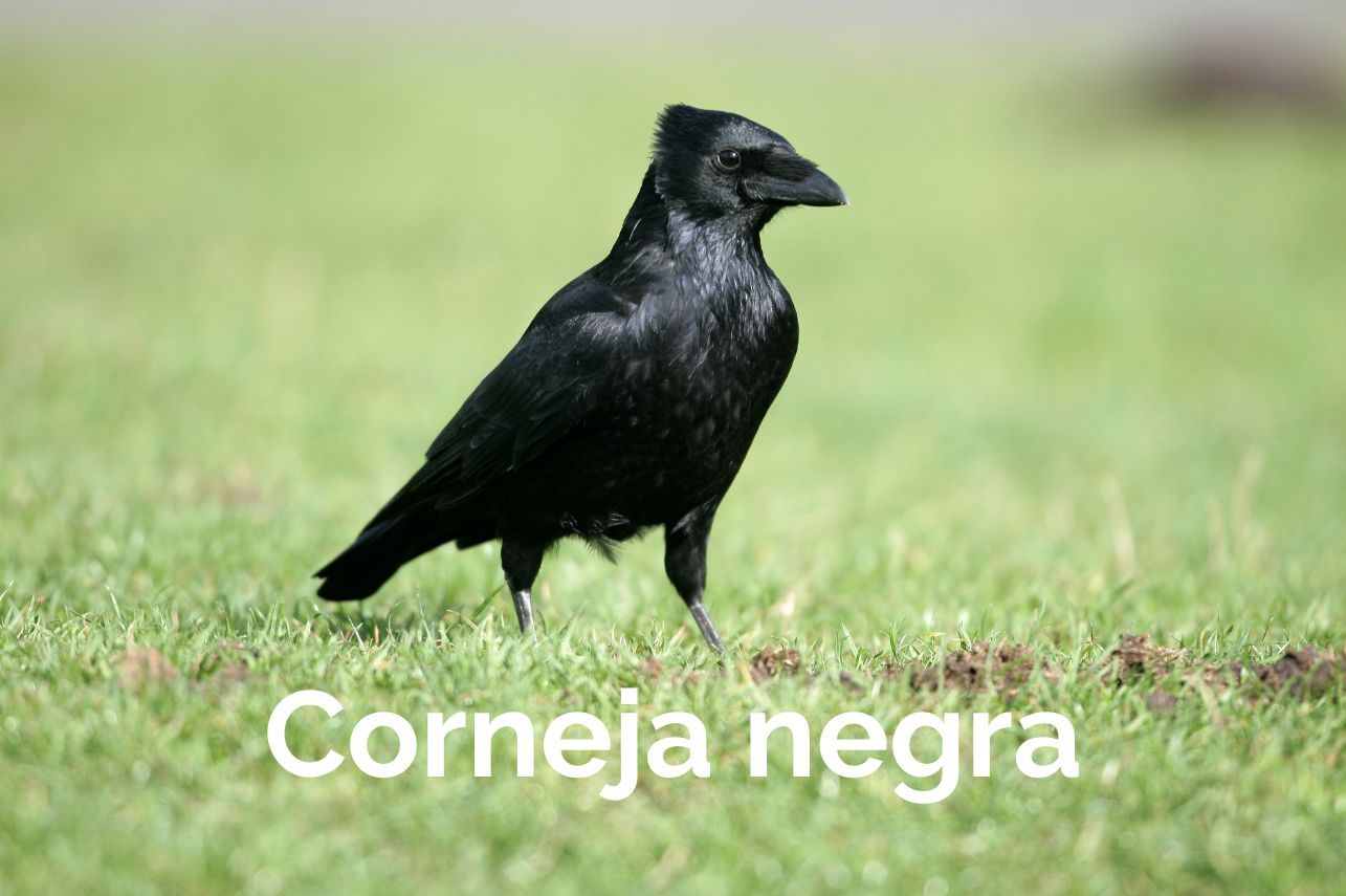 Top Aves Albacete Birding Corneja negra