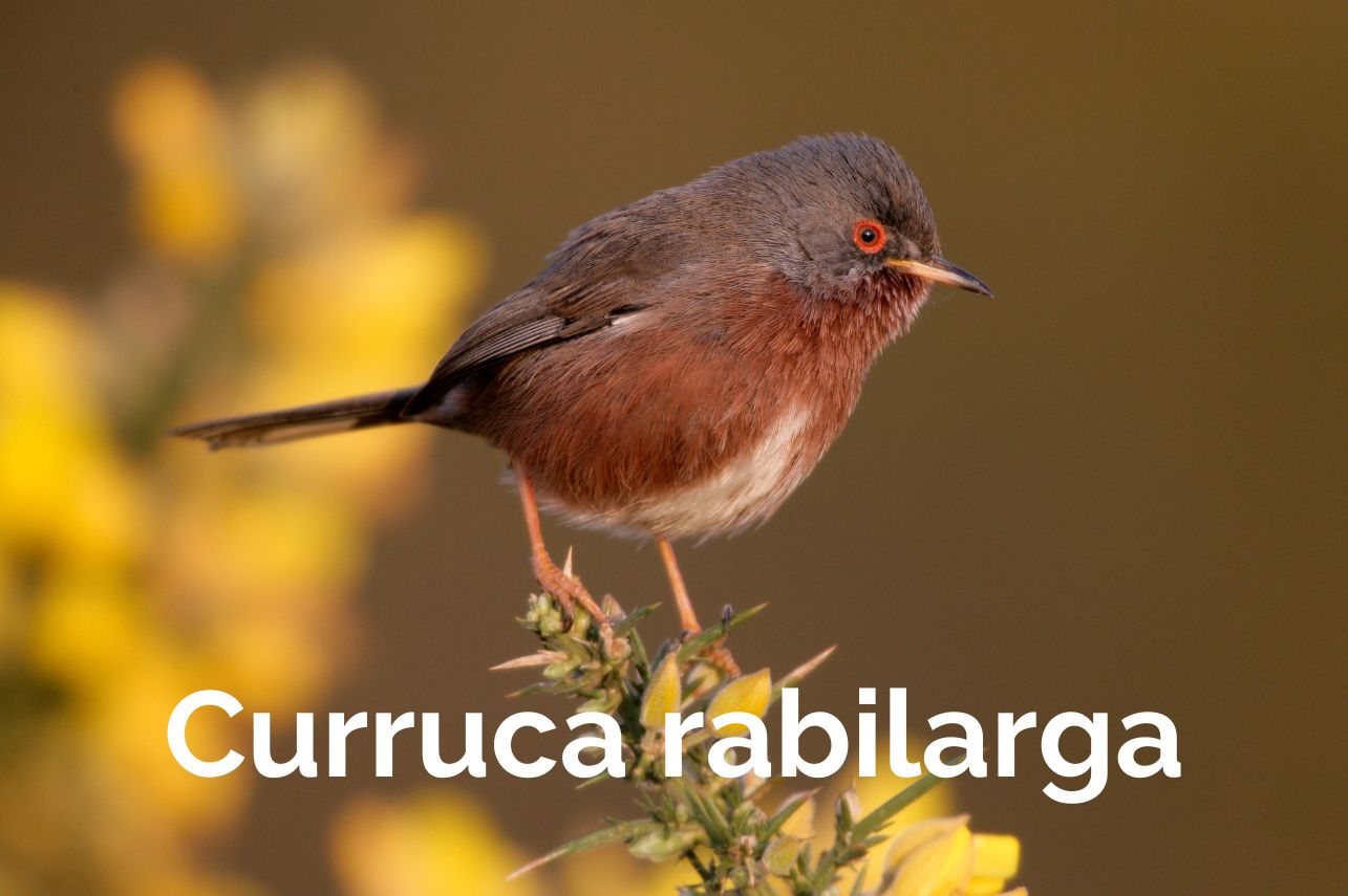 Top Aves Albacete Birding Curruca rabilarga