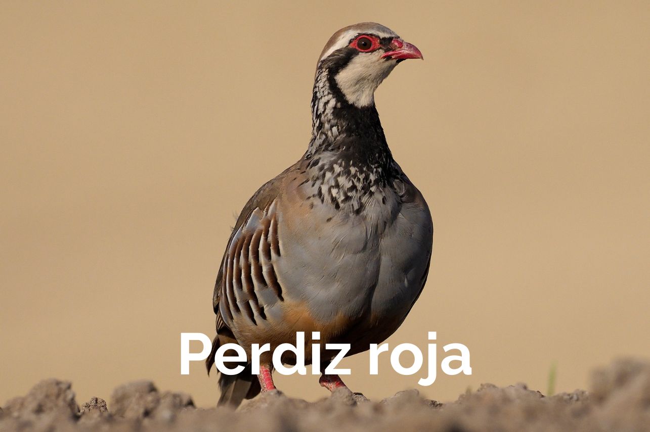 Top Aves Albacete Birding Perdiz roja