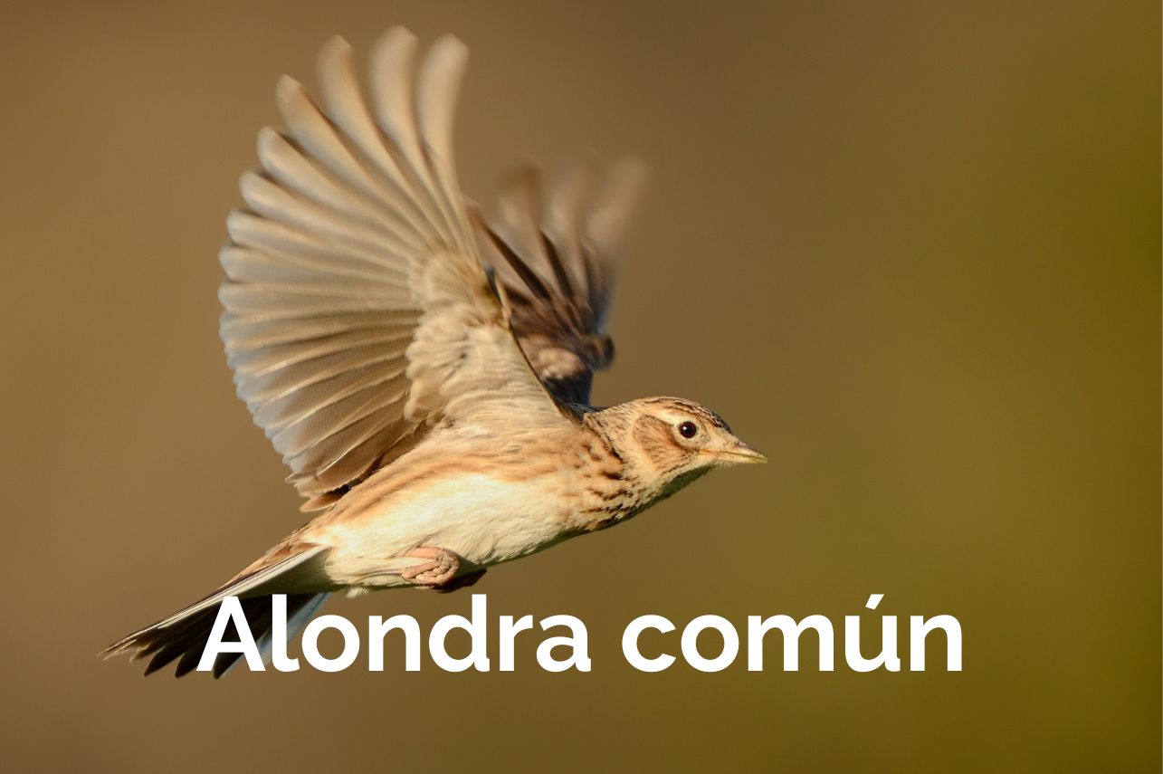 Top ruta Aves Albacete Birding Alondra común
