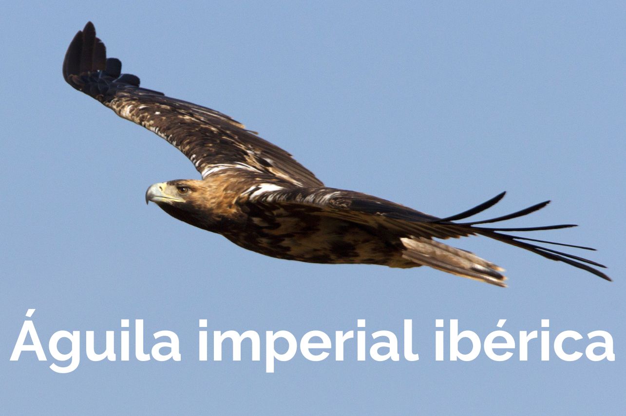Águila imperial ibérica Albacete
