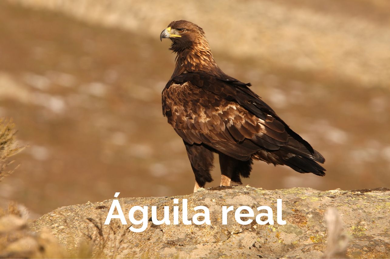 Águila real Albacete Birding