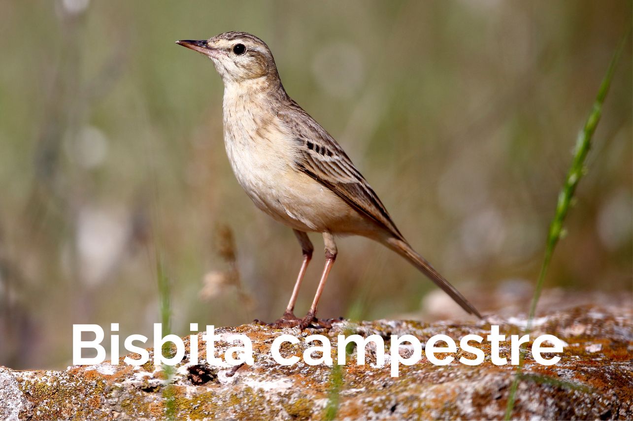 Bisbita campestre Albacete Birding