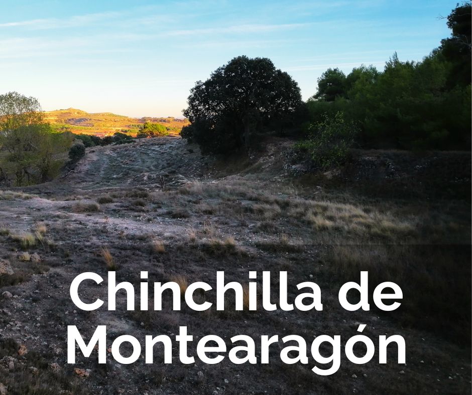 Botón web Chinchilla de Montearagón Ruta Ornitológica