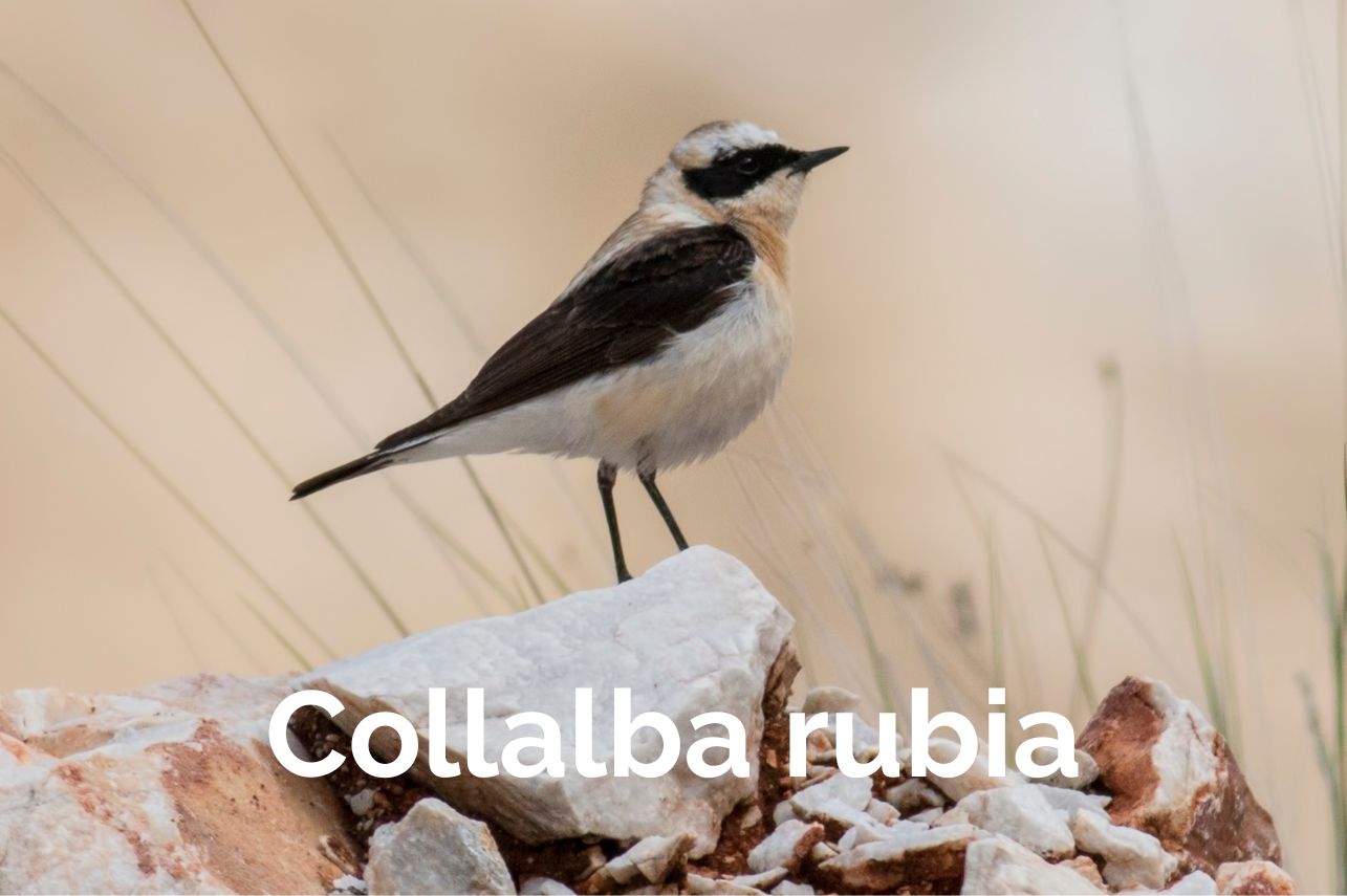 Collalba rubia Albacete Birding