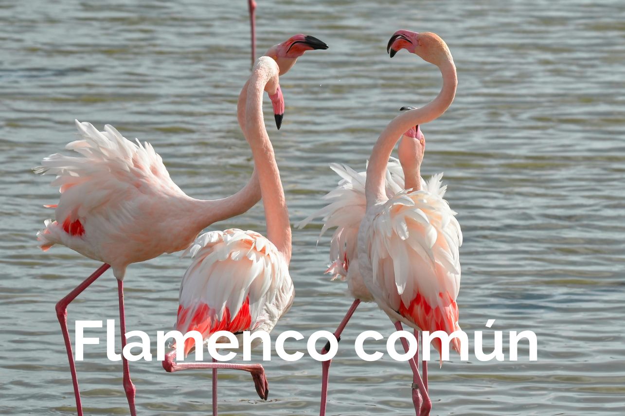 Flamenco común Albacete