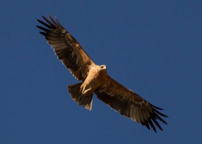 Juvenil águila imperial ibérica área esteparia del este de Albacete