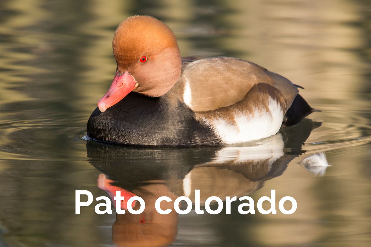 Pato colorado Albacete