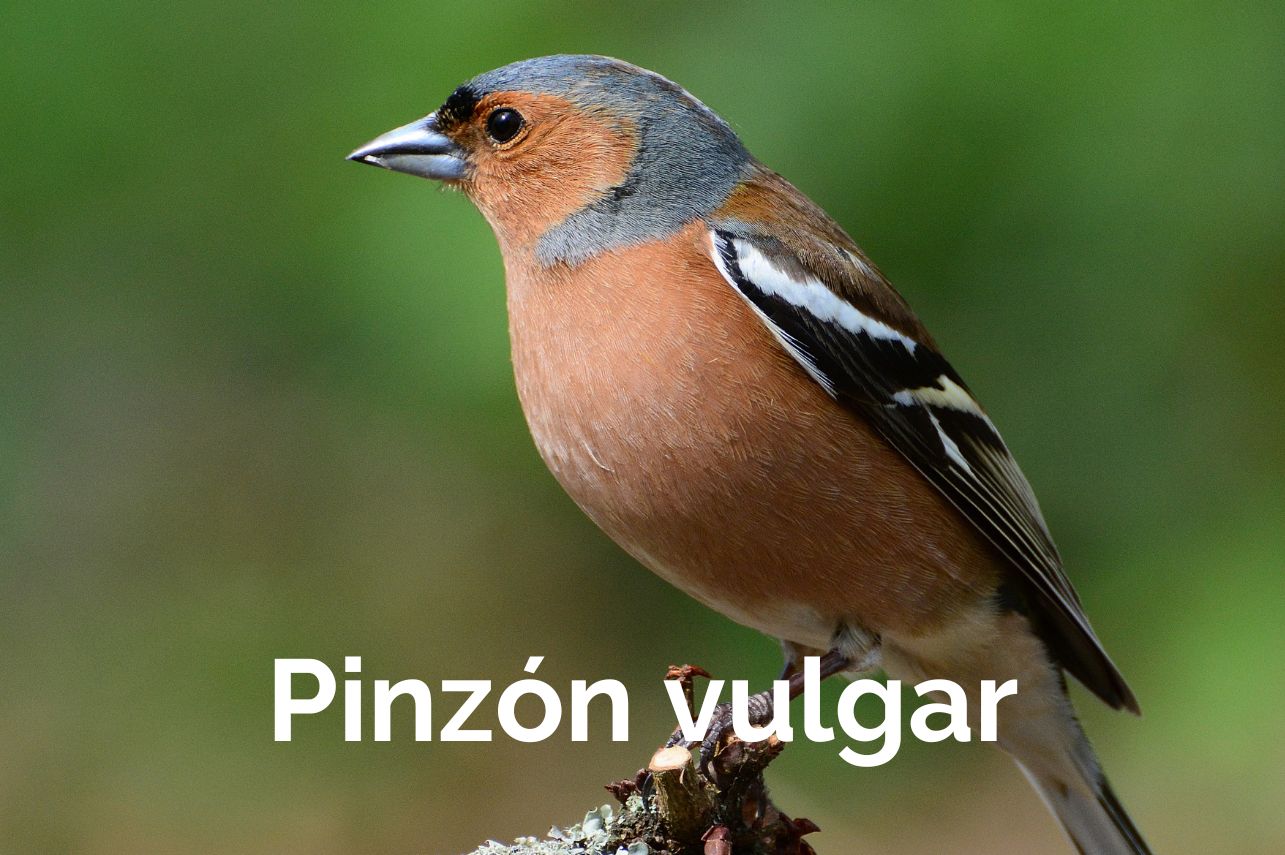 Pinzón vulgar Albacete Birding