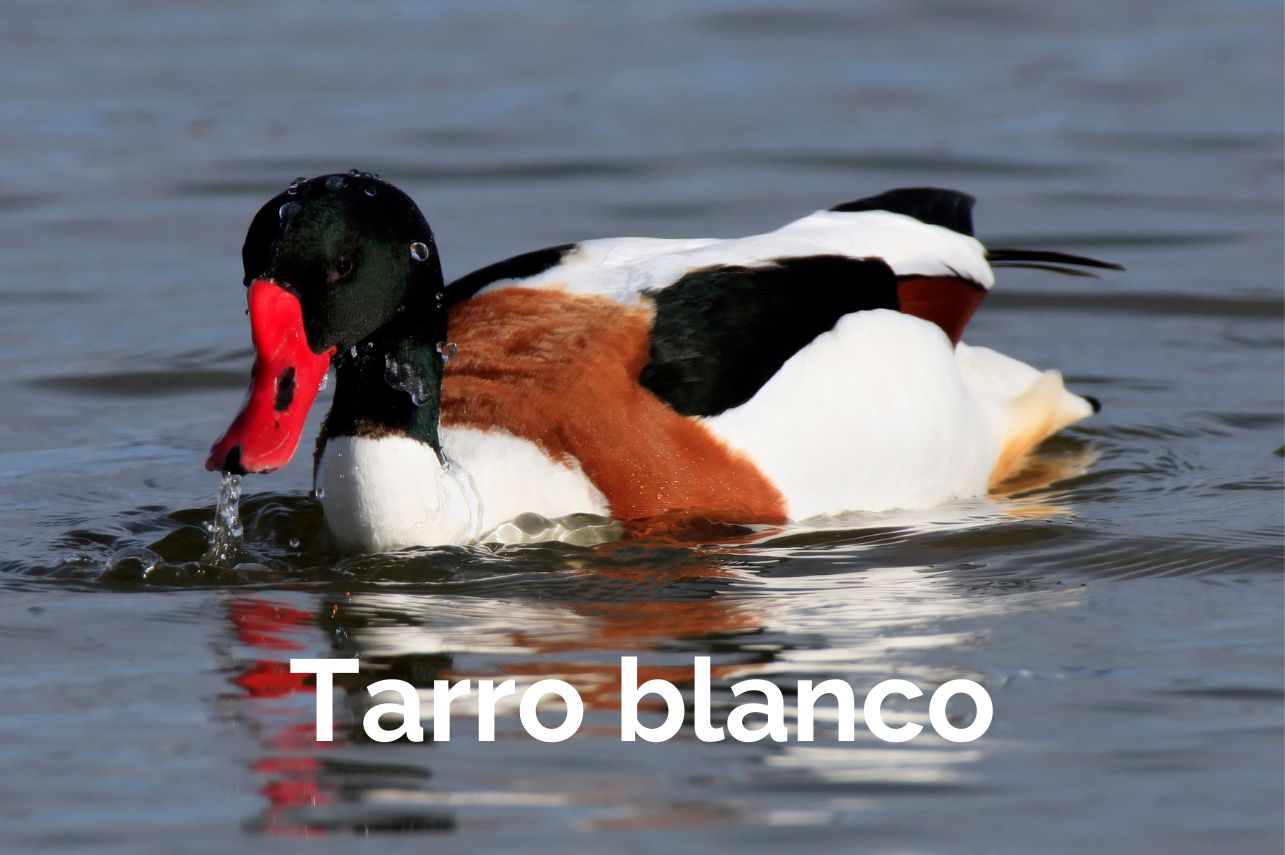 Tarro blanco Albacete
